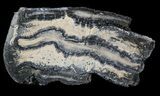 Mammoth Molar Slice - South Carolina #44087-1